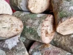 Mengenal Kayu Ular, Harta Karun Terpendam RI Jadi Buruan Dunia